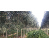 plantation-hevea